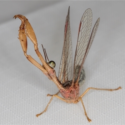 Campion sp. (genus) (Mantis Fly) at Melba, ACT - 5 Feb 2025 by kasiaaus