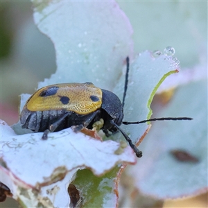 Cadmus (Cadmus) litigiosus (Leaf beetle) at Yass River, NSW - 7 Feb 2025 by ConBoekel