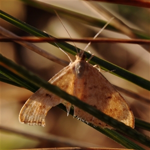 Scopula rubraria (Reddish Wave, Plantain Moth) at Yass River, NSW - 7 Feb 2025 by ConBoekel