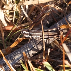 Macrotona australis (Common Macrotona Grasshopper) at Yass River, NSW - 7 Feb 2025 by ConBoekel