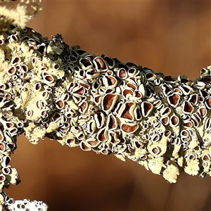 Unidentified Lichen at Yass River, NSW - 7 Feb 2025 by ConBoekel