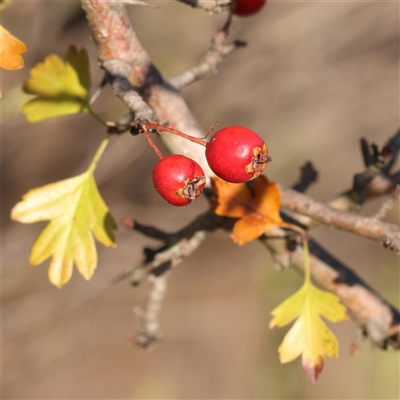 Crataegus monogyna (Hawthorn) at Yass River, NSW - 7 Feb 2025 by ConBoekel