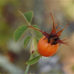 Rosa rubiginosa (Sweet Briar, Eglantine) at Yass River, NSW - 7 Feb 2025 by ConBoekel