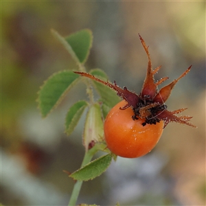 Rosa rubiginosa (Sweet Briar, Eglantine) at Yass River, NSW - 7 Feb 2025 by ConBoekel