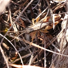 Phaulacridium vittatum (Wingless Grasshopper) at Yass River, NSW - 7 Feb 2025 by ConBoekel