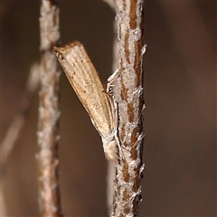 Culladia cuneiferellus at Yass River, NSW - 7 Feb 2025 by ConBoekel