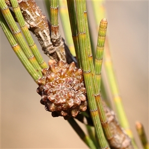 Casuarina cunninghamiana subsp. cunninghamiana (River She-Oak, River Oak) at Yass River, NSW - 7 Feb 2025 by ConBoekel