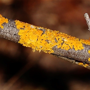 Unidentified Lichen at Yass River, NSW - 7 Feb 2025 by ConBoekel