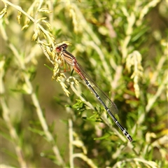 Xanthagrion erythroneurum (Red & Blue Damsel) at Yass River, NSW - 7 Feb 2025 by ConBoekel