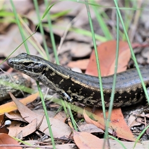 Eulamprus quoyii at Thirlmere, NSW - 13 Feb 2025 by Freebird