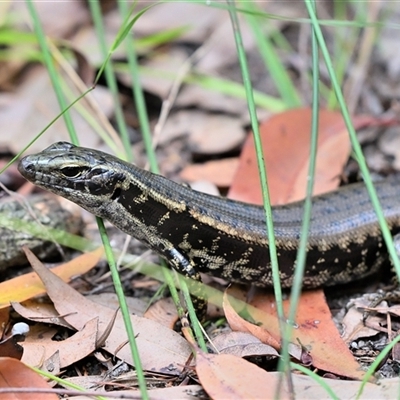 Eulamprus quoyii (Eastern Water Skink) at Thirlmere, NSW - 13 Feb 2025 by Freebird