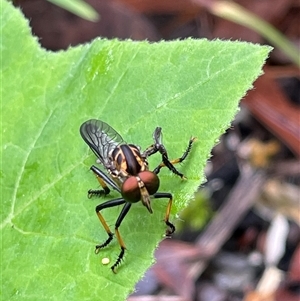 Unidentified True fly (Diptera) at Dunbogan, NSW - 13 Feb 2025 by LPW