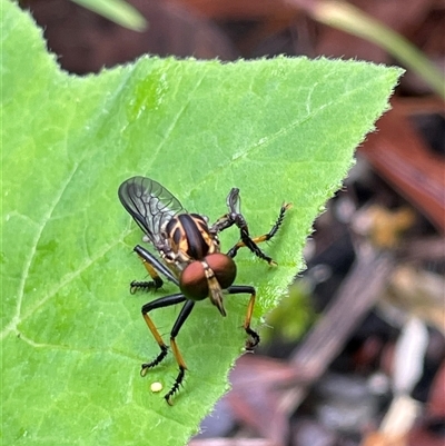 Ommatius sp. (genus) at Dunbogan, NSW - 13 Feb 2025 by LPW