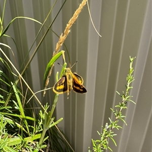 Ocybadistes walkeri at Ballarat Central, VIC - 14 Feb 2025 01:37 PM