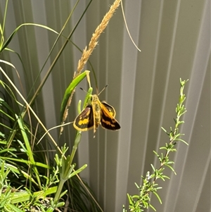 Ocybadistes walkeri at Ballarat Central, VIC - 14 Feb 2025 by JacintaJackson