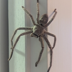 Isopeda canberrana (Canberra Huntsman Spider) at Holder, ACT - 13 Feb 2025 by Miranda