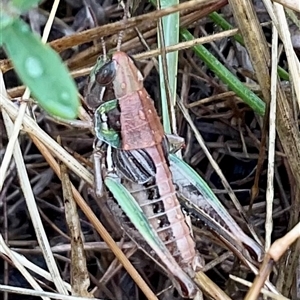 Brachyexarna lobipennis (Stripewinged meadow grasshopper) at Anglers Reach, NSW - 14 Feb 2025 by Jennybach