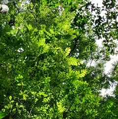 Unverified at suppressed - suppressed