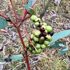 Unidentified Eucalyptus Gall at Anglers Reach, NSW - Today by Jennybach