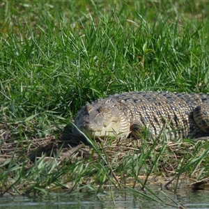 Crocodylus porosus at Point Stuart, NT - 5 Aug 2024 by AliClaw