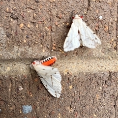 Ardices canescens (Dark-spotted Tiger Moth) at Coombs, ACT - Yesterday by TriciaE