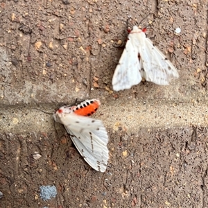 Ardices canescens at Coombs, ACT - Yesterday 03:43 PM