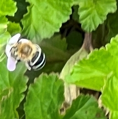 Amegilla (Zonamegilla) asserta (Blue Banded Bee) at Yarralumla, ACT - 13 Feb 2025 by AndyRussell