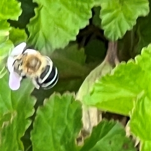 Amegilla (Zonamegilla) asserta (Blue Banded Bee) at Yarralumla, ACT - 13 Feb 2025 by AndyRussell