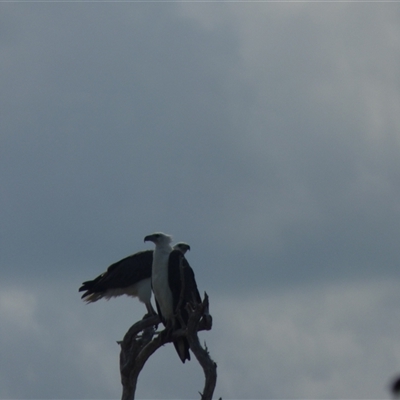 Haliaeetus leucogaster (White-bellied Sea-Eagle) at Point Stuart, NT - 5 Aug 2024 by AliClaw