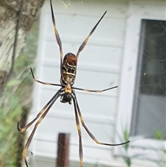 Nephila plumipes by MazzV