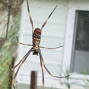 Nephila plumipes by MazzV