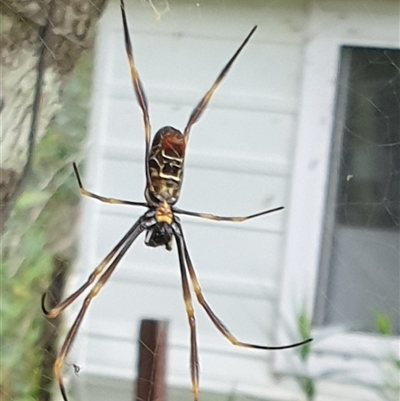 Nephila plumipes by MazzV