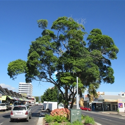 Pleioluma xerocarpa at Cairns City, QLD - 30 Apr 2015 by JasonPStewartNMsnc2016