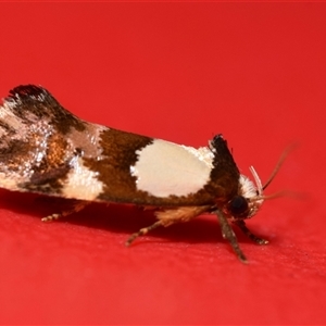 Eulechria lunata at Jerrabomberra, NSW - suppressed