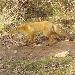 Vulpes vulpes at Borough, NSW - suppressed