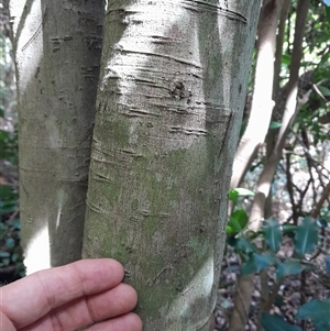 Unidentified Other Tree at Pappinbarra, NSW - 14 Feb 2025 by jonvanbeest