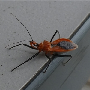 Gminatus australis at Borough, NSW - suppressed