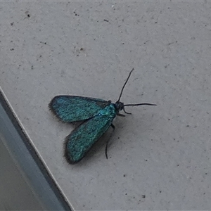 Pollanisus (genus) (A Forester Moth) at Borough, NSW - 11 Feb 2025 by Paul4K