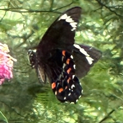 Papilio aegeus (Orchard Swallowtail, Large Citrus Butterfly) at Kangaroo Valley, NSW - 14 Feb 2025 by lbradley