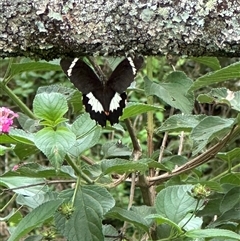 Papilio aegeus at Kangaroo Valley, NSW - suppressed