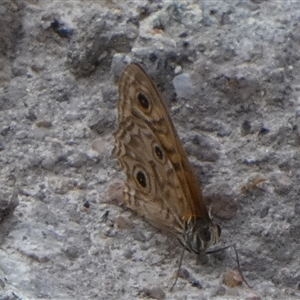 Geitoneura acantha at Borough, NSW - suppressed