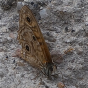 Geitoneura acantha at Borough, NSW - suppressed