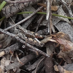 Phaulacridium vittatum (Wingless Grasshopper) at Borough, NSW by Paul4K