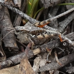 Phaulacridium vittatum at Borough, NSW - suppressed