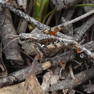 Phaulacridium vittatum at Borough, NSW - suppressed