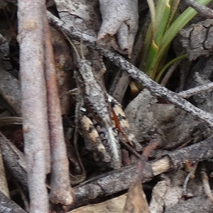 Phaulacridium vittatum at Borough, NSW - suppressed