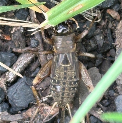 Teleogryllus commodus by lbradley