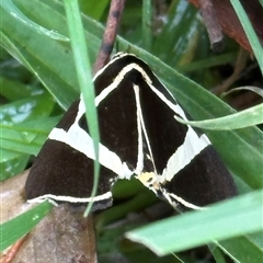 Fodina ostorius (Fodina ostorius) by lbradley