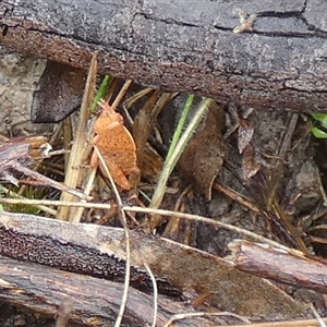 Goniaea sp. (genus) at Borough, NSW - suppressed