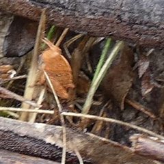 Goniaea sp. (genus) at Borough, NSW - suppressed